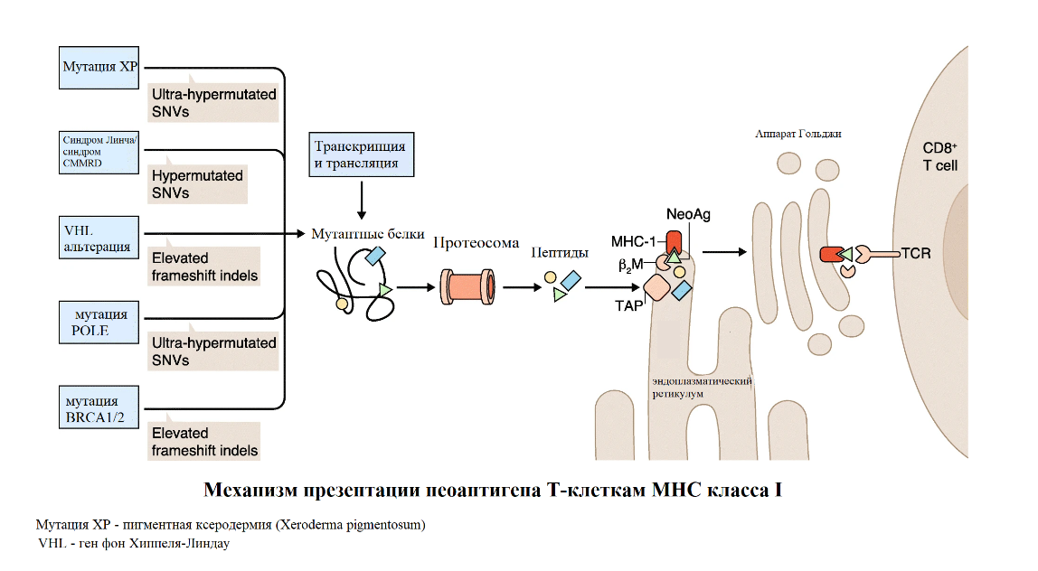 Механизм презентации неоантигена T-клеткам MHC класса I
