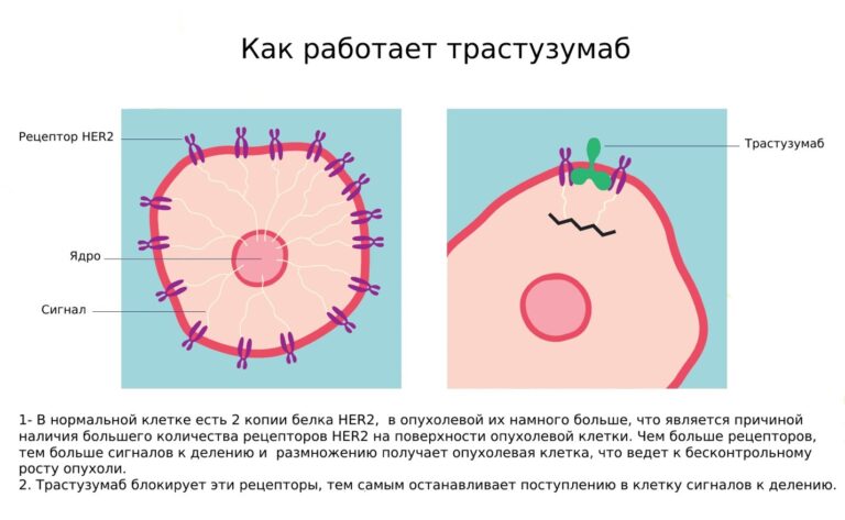 Доцетаксел трастузумаб пертузумаб схема сколько курсов